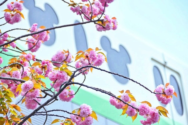 f:id:flowerTDR:20250420102616j:image