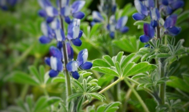 f:id:flowerTDR:20250514092049j:image