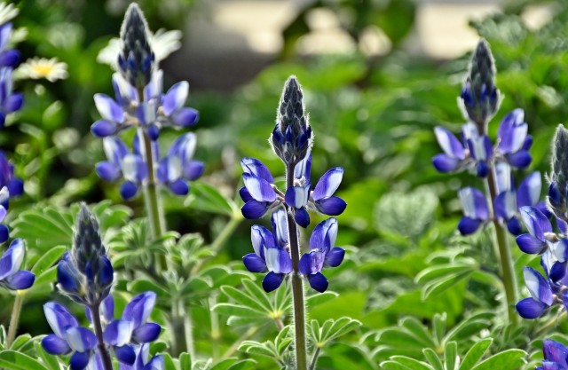 f:id:flowerTDR:20250514092847j:image