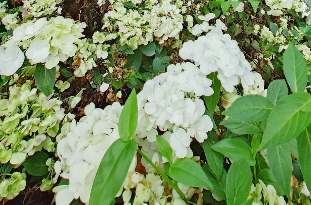 f:id:flowerTDR:20250620100951j:image