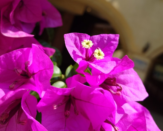 f:id:flowerTDR:20250707125700j:image
