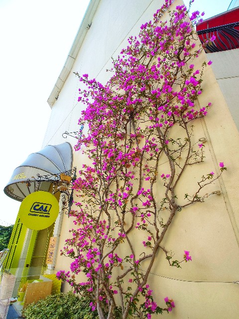 f:id:flowerTDR:20250707125721j:image