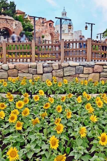 f:id:flowerTDR:20250730085724j:image