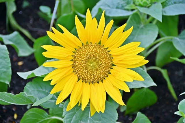f:id:flowerTDR:20250730085732j:image