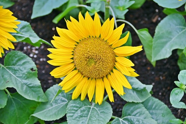 f:id:flowerTDR:20250730085736j:image