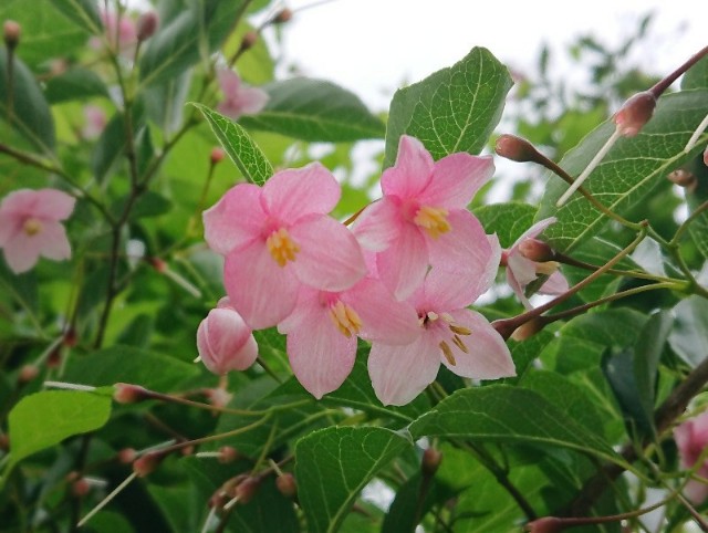 f:id:flowerTDR:20250901091432j:image