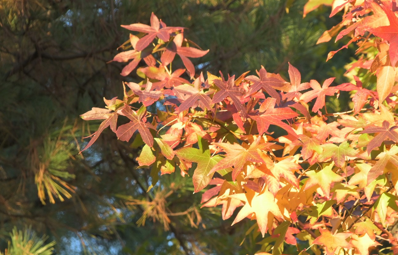 f:id:flowerTDR:20251218175148j:image