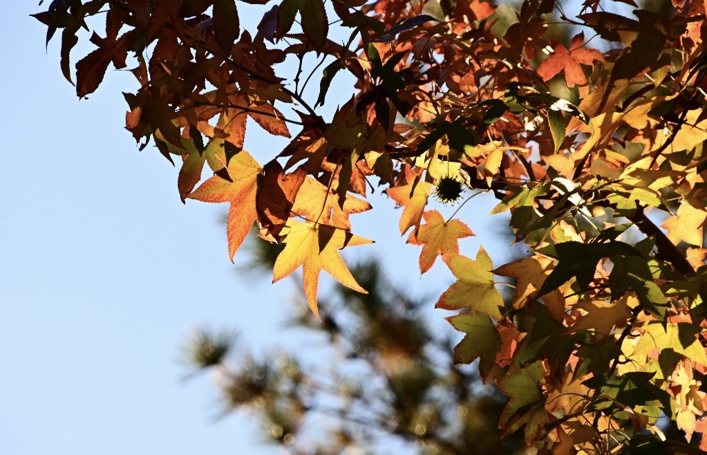 f:id:flowerTDR:20251218175156j:image