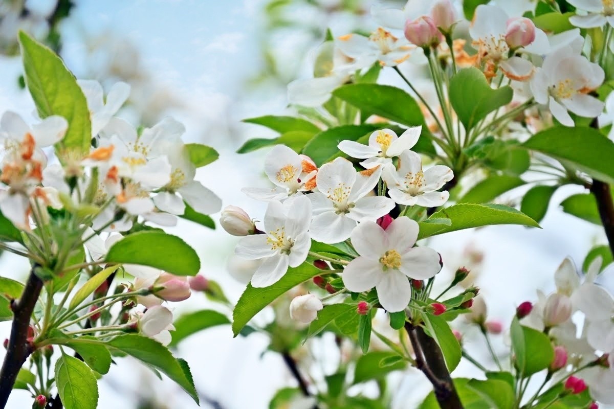 f:id:flowerTDR:20260415091419j:image