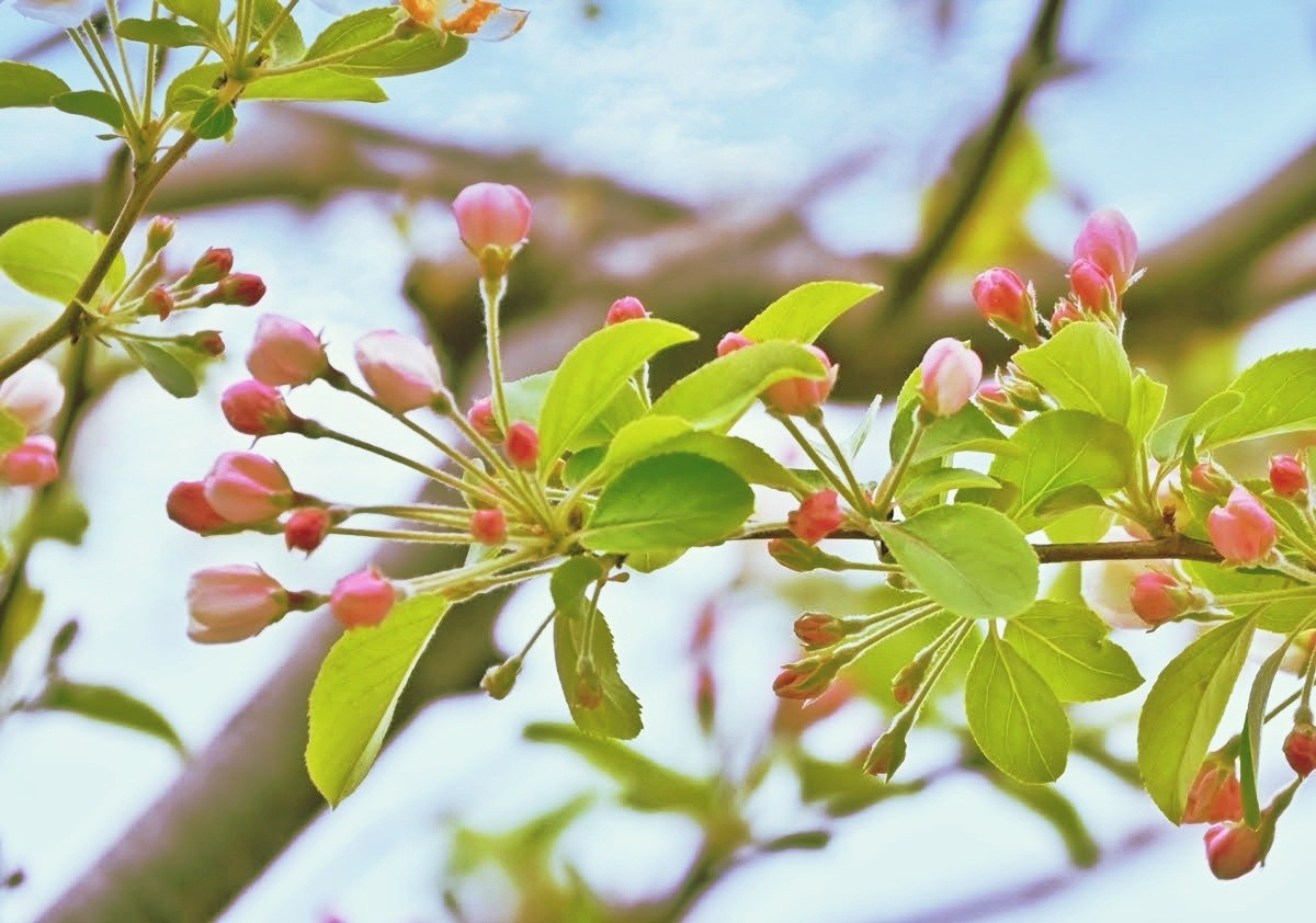 f:id:flowerTDR:20260415092114j:image