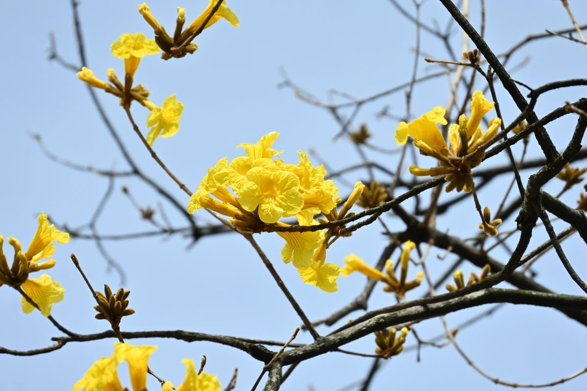 f:id:flowerTDR:20260416100823j:image