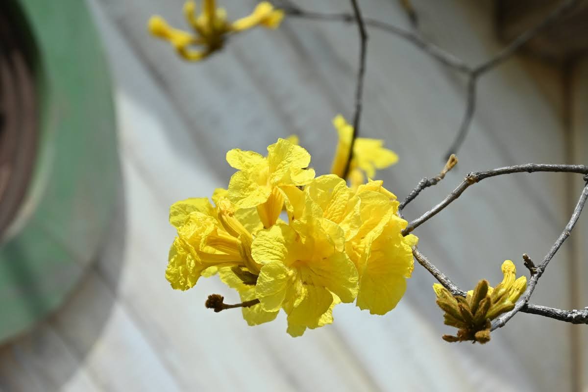 f:id:flowerTDR:20260416100825j:image