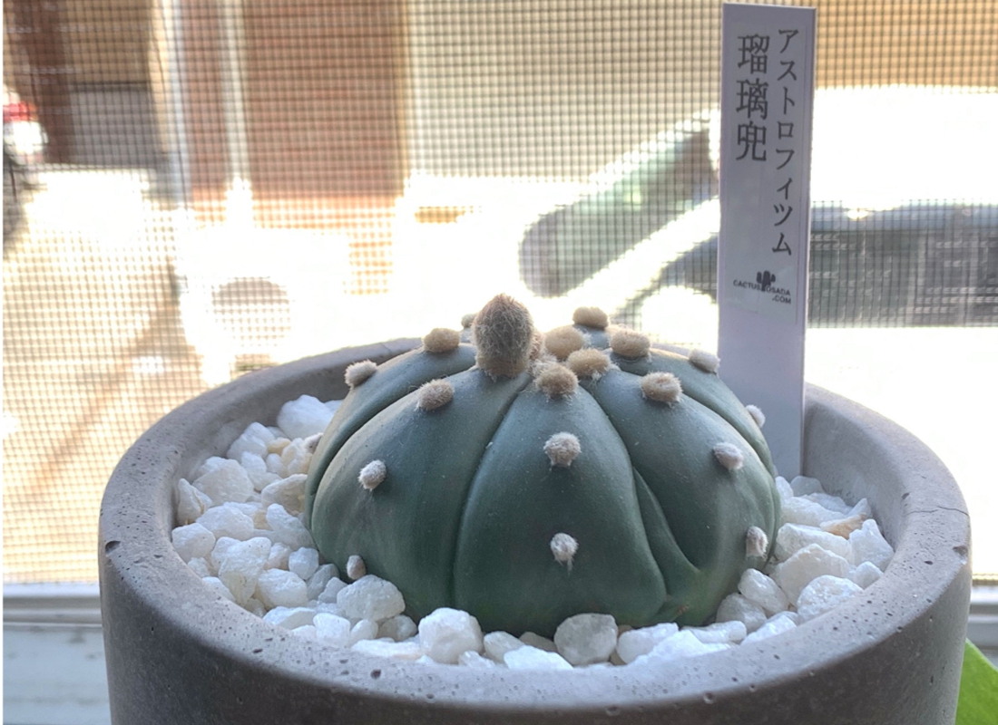サボテン アストロフィツム 瑠璃兜