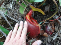 f:id:flowerhunter:20120226131442j:image