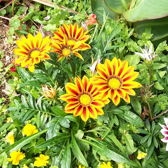 f:id:flowerinthe:20240325084610j:image