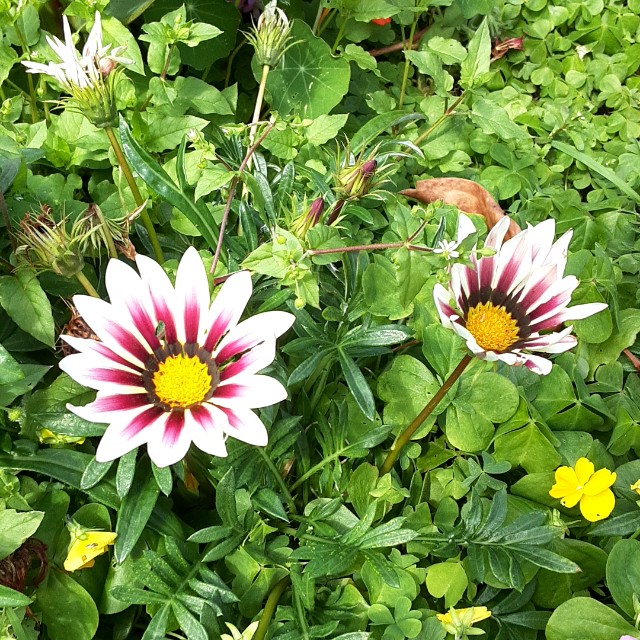 f:id:flowerinthe:20240325084626j:image