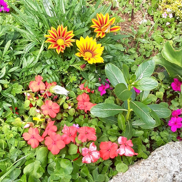 f:id:flowerinthe:20240325084640j:image