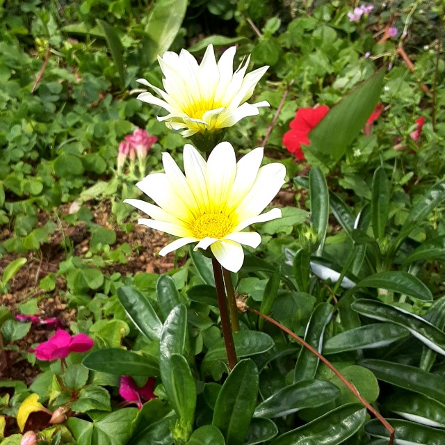 f:id:flowerinthe:20240325084651j:image