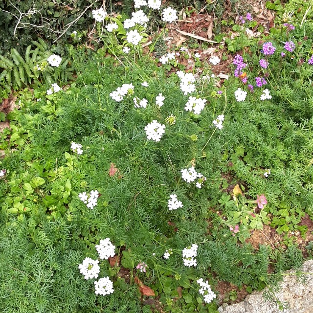 f:id:flowerinthe:20240325084735j:image
