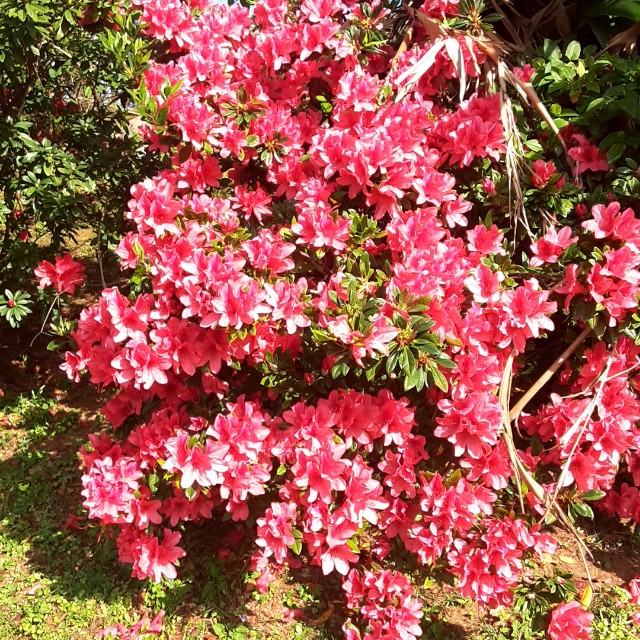 f:id:flowerinthe:20240325084749j:image