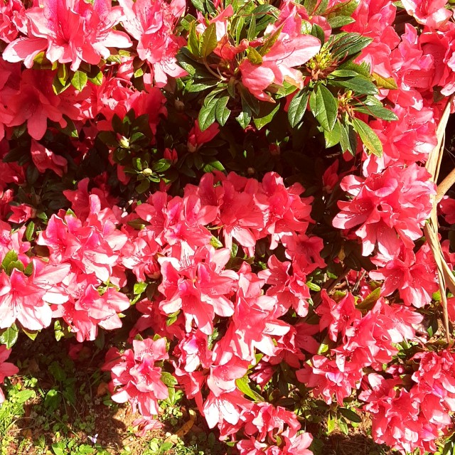 f:id:flowerinthe:20240325084759j:image