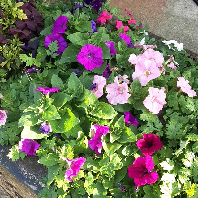 f:id:flowerinthe:20240325084810j:image