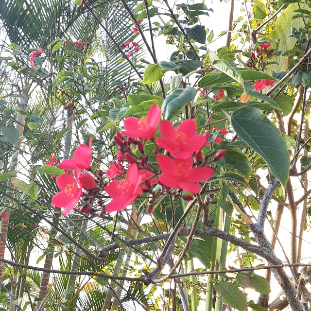 f:id:flowerinthe:20240328213354j:image