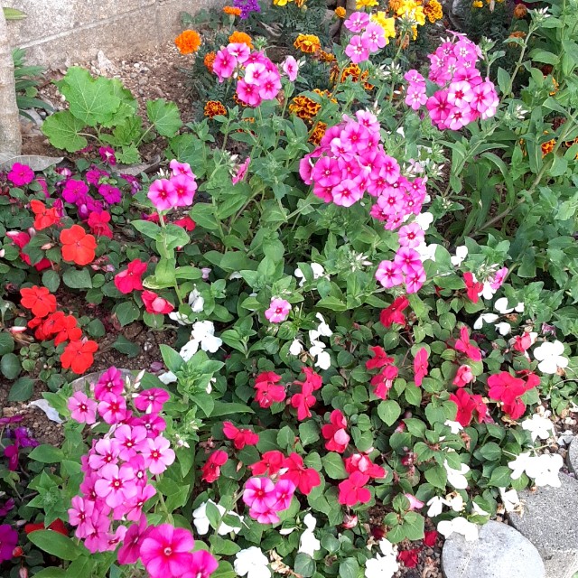 f:id:flowerinthe:20240328213415j:image