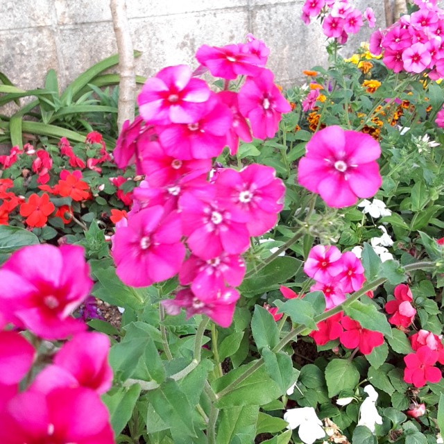f:id:flowerinthe:20240328213430j:image