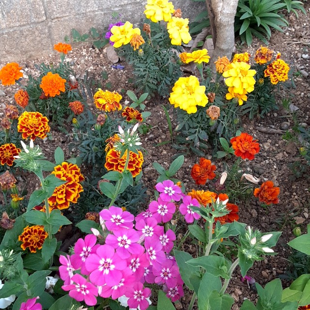 f:id:flowerinthe:20240328213446j:image