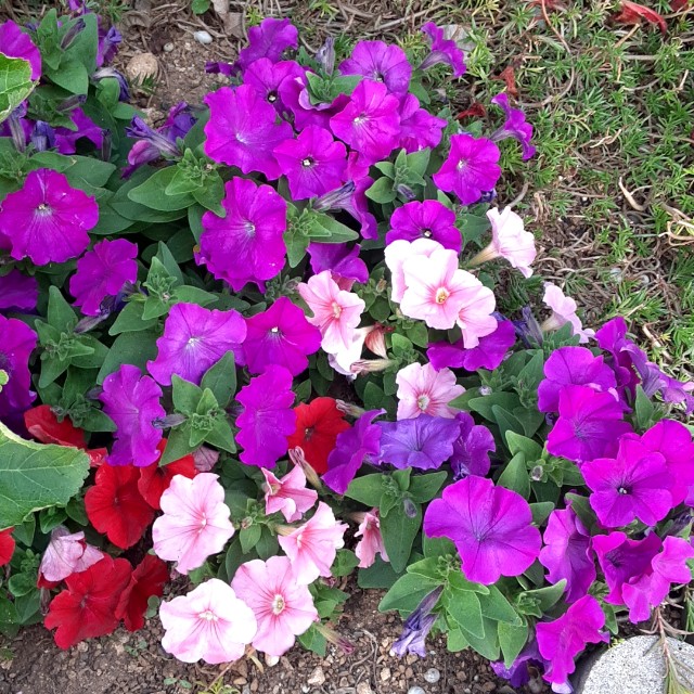 f:id:flowerinthe:20240328213507j:image