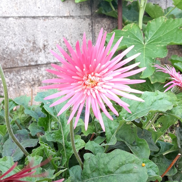 f:id:flowerinthe:20240328213523j:image