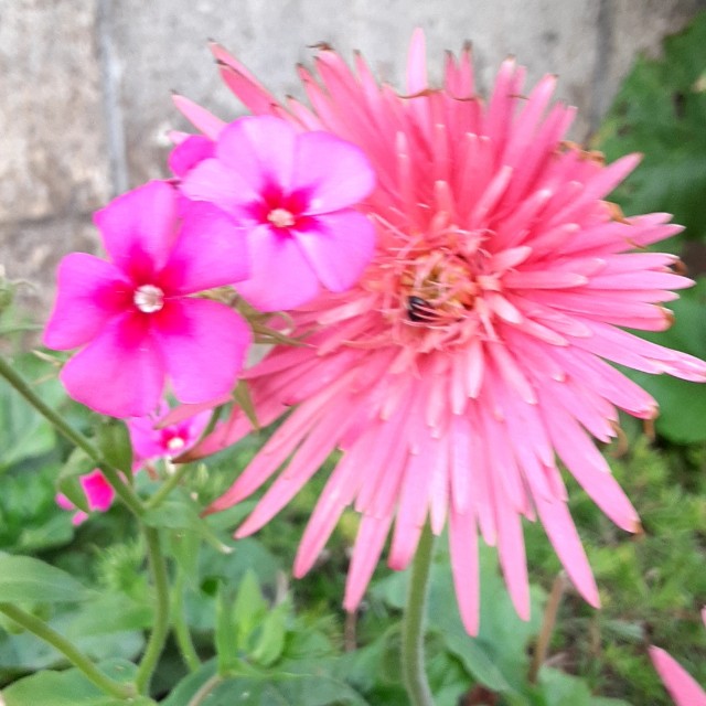 f:id:flowerinthe:20240328213538j:image