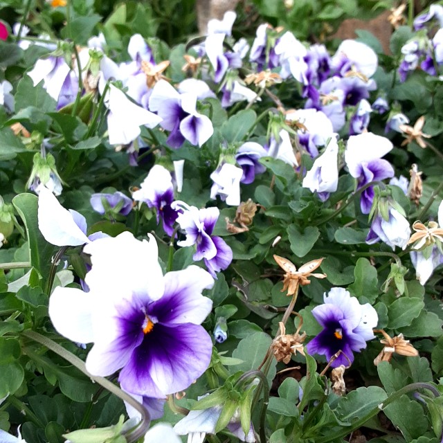 f:id:flowerinthe:20240328213549j:image