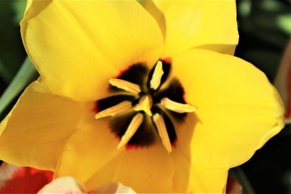 f:id:flowerphoto:20190928005654j:plain f:id:flowerphoto:20190928005654j:plain