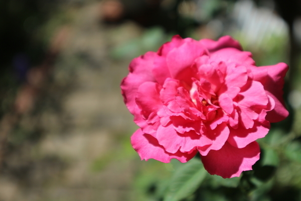 f:id:flowerphoto:20190928005749j:plain f:id:flowerphoto:20190928005749j:plain