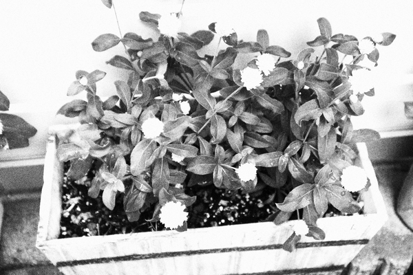 f:id:flowerphoto:20190928114442j:plain f:id:flowerphoto:20190928114442j:plain