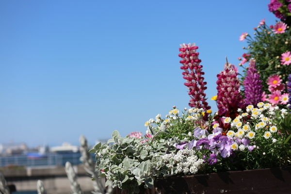 f:id:flowerphoto:20191121003801j:plain