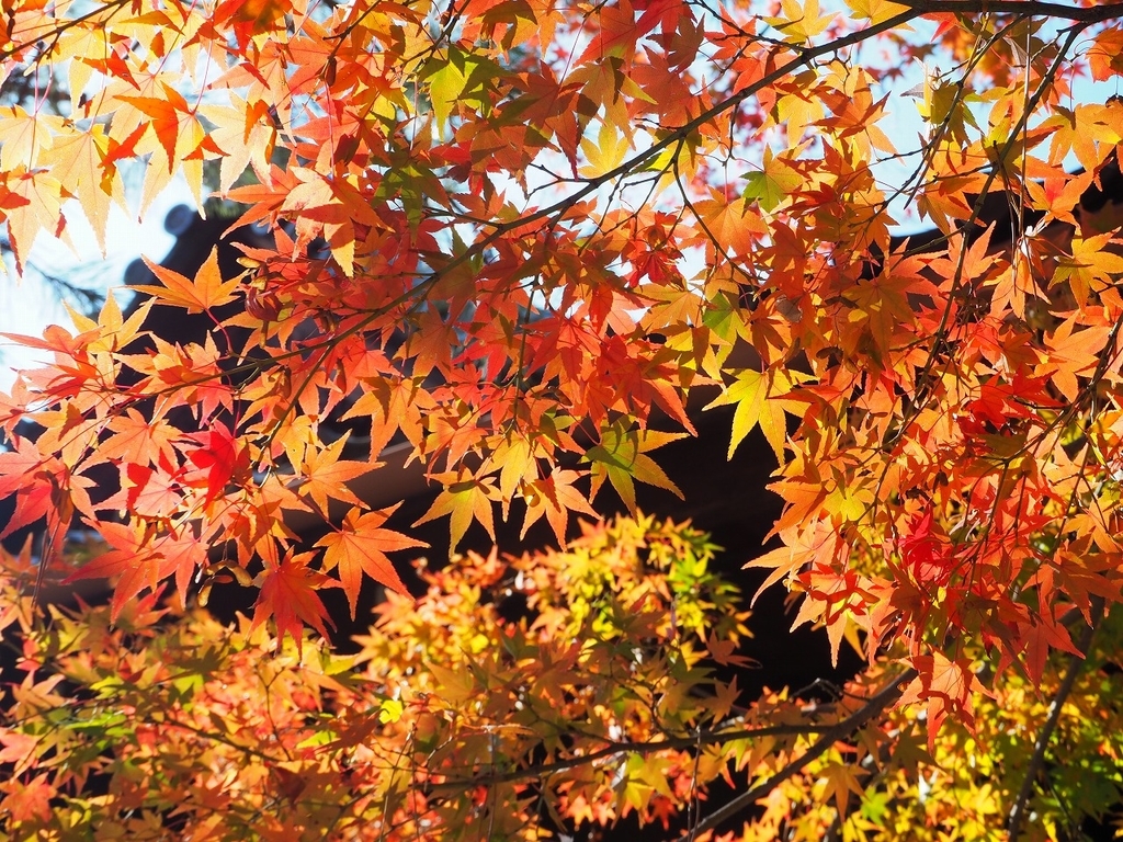 f:id:flowingclouds:20181123142647j:plain f:id:flowingclouds:20181123142647j:plain