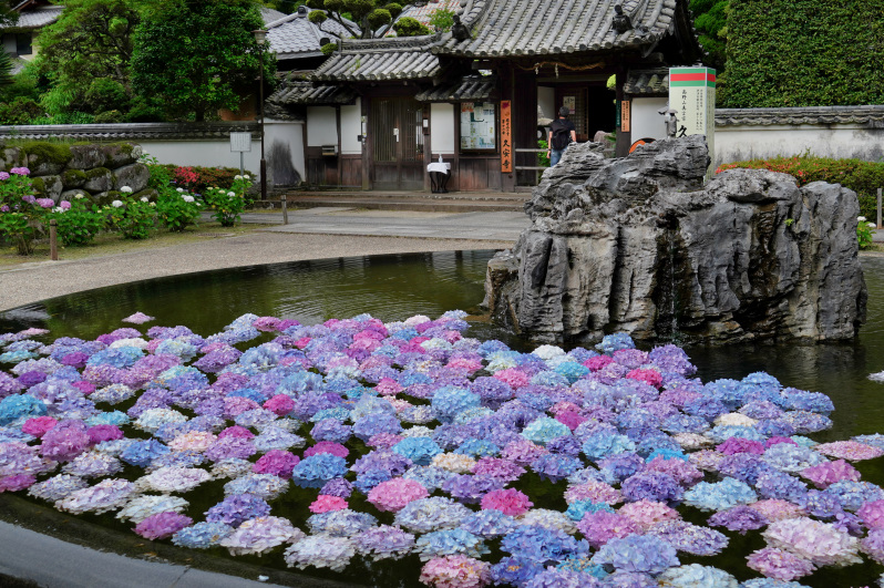 あじさいうかべ で有名なお寺 久安寺 フルフル ブログ