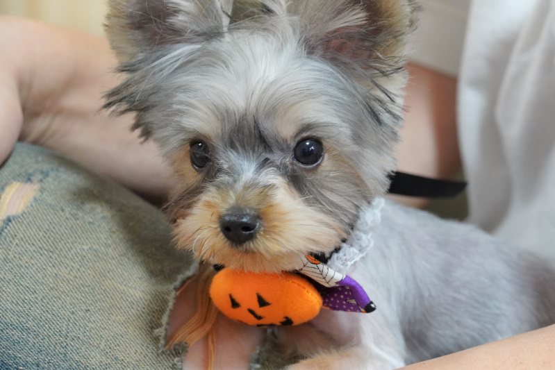 メリー様♥️ヨークシャーテリア キーホルダー