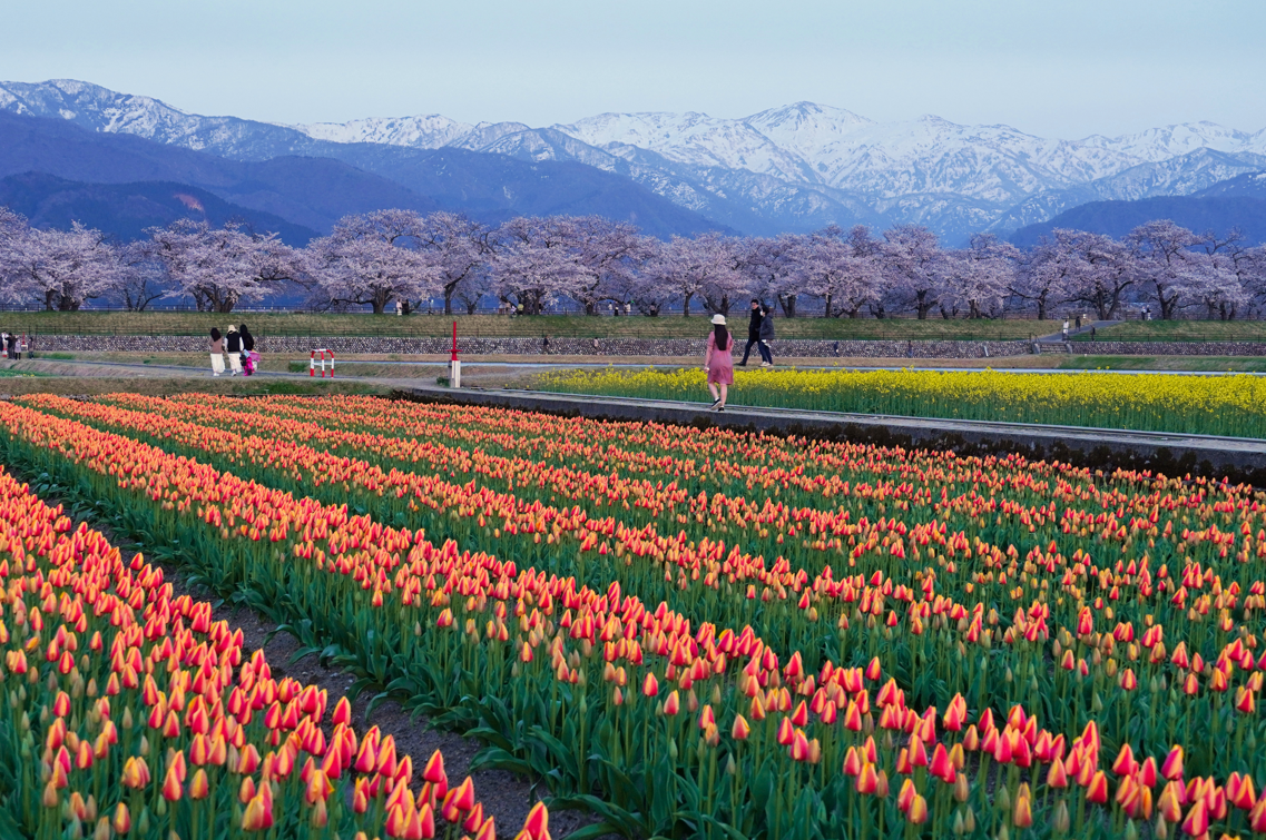 富山県の春の訪れを告げる絶景「あさひ舟川 春の四重奏」の魅力 第3弾