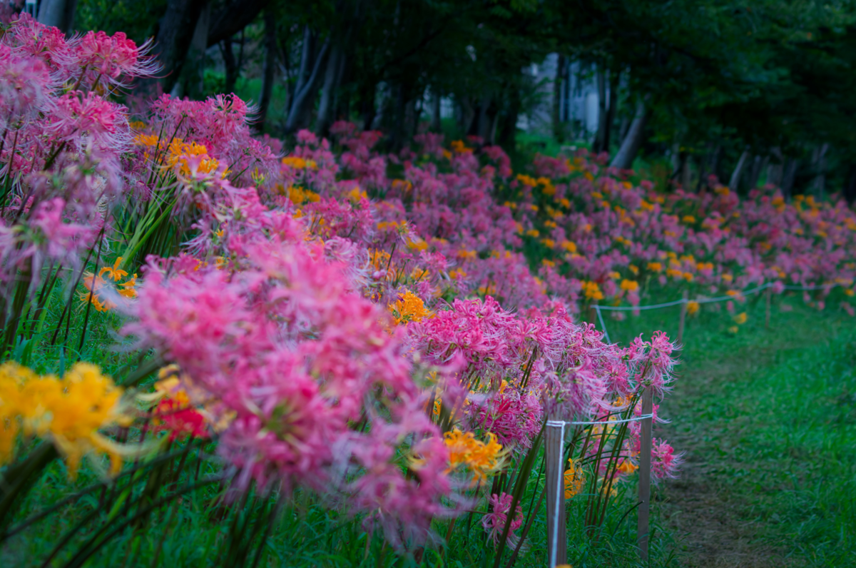 稗田川沿い八反田公園のリコリス