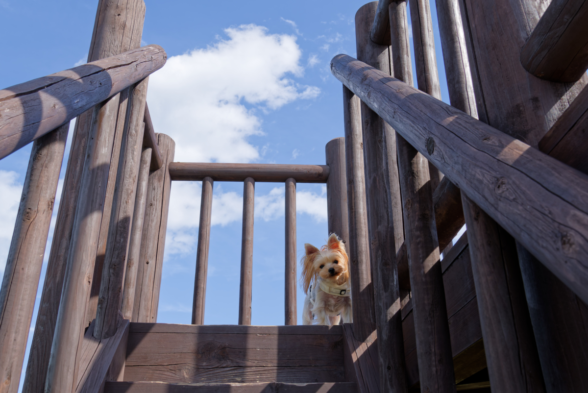 【三重・南伊勢】愛犬と巡る絶景!鵜倉園地で見江島展望台の「ハートの入り江」と夕焼けを堪能