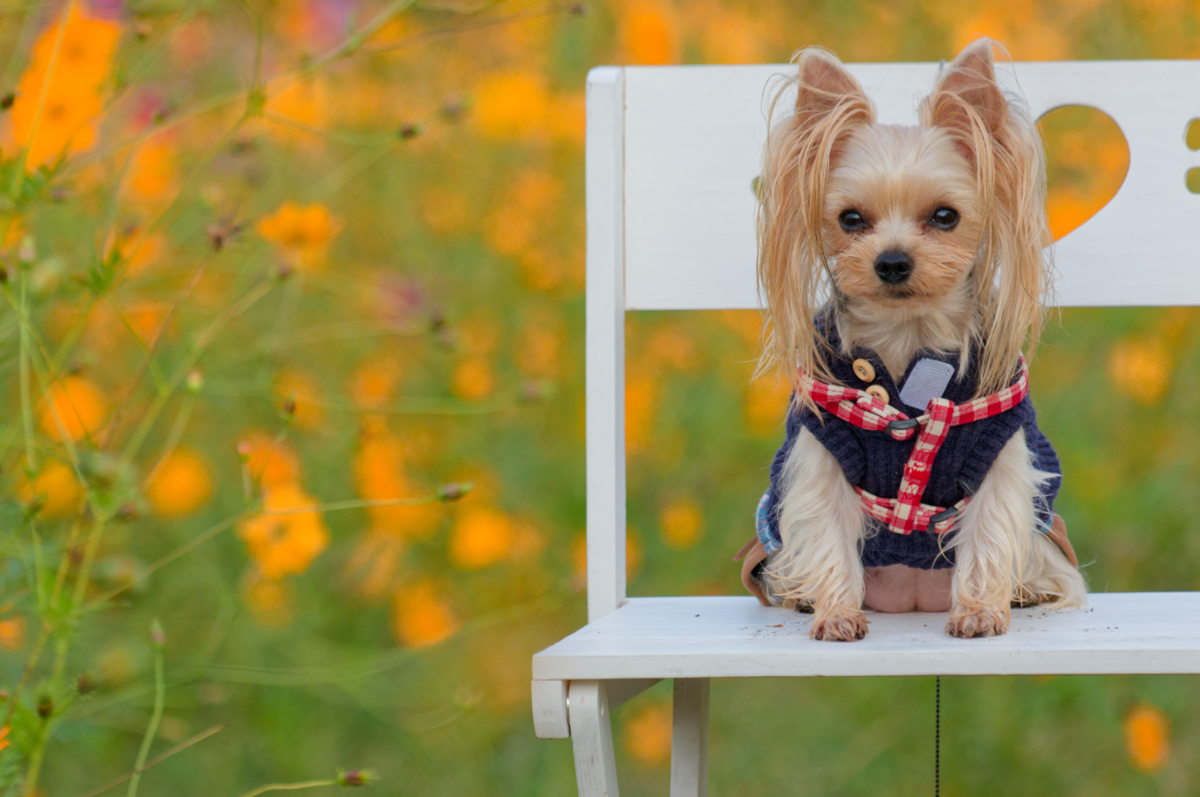 【憧れ実現！】花の駅せらでコスモスと過ごす至福のキャンプステイ✨（愛犬との思い出も満載！）