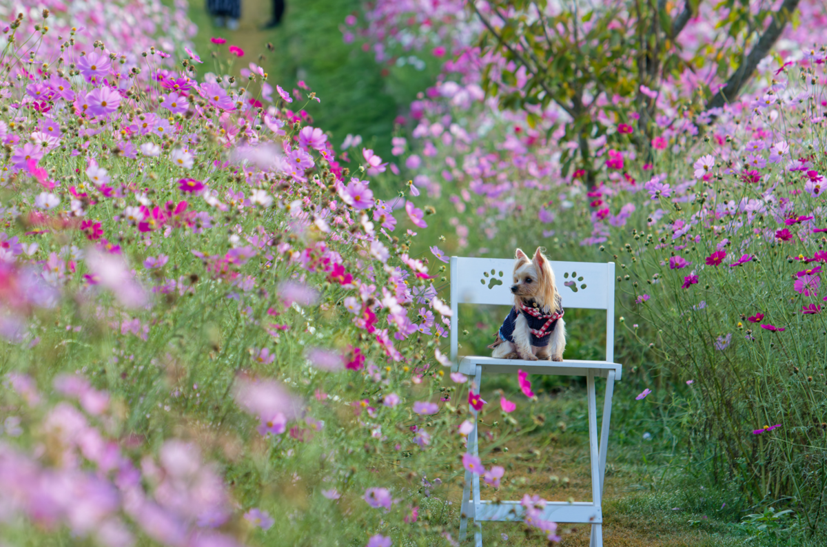 【憧れ実現！】花の駅せらでコスモスと過ごす至福のキャンプステイ✨（愛犬との思い出も満載！）