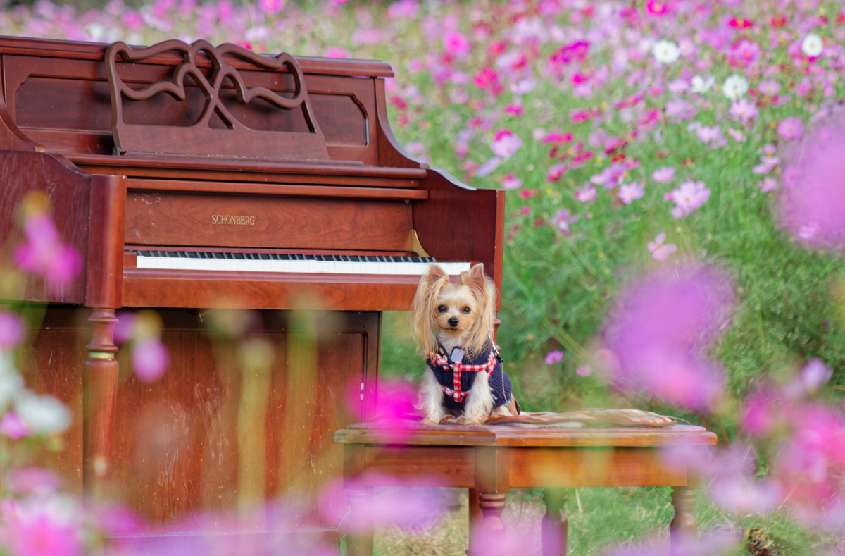 【憧れ実現！】花の駅せらでコスモスと過ごす至福のキャンプステイ✨（愛犬との思い出も満載！）