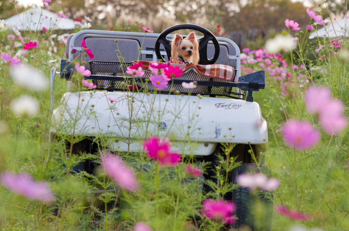 【憧れ実現！】花の駅せらでコスモスと過ごす至福のキャンプステイ✨（愛犬との思い出も満載！）
