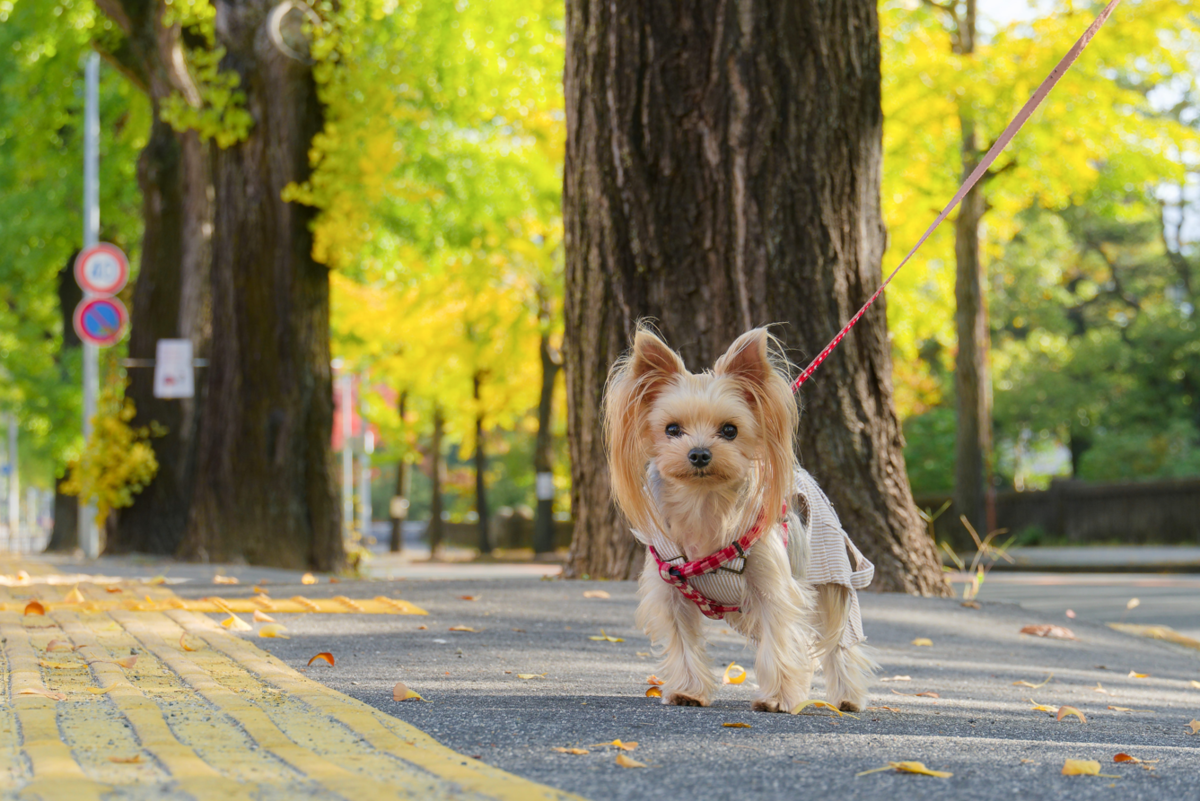 🌟黄金のトンネルを歩く!奈良・天理のイチョウ並木が見頃を迎えていました🌟