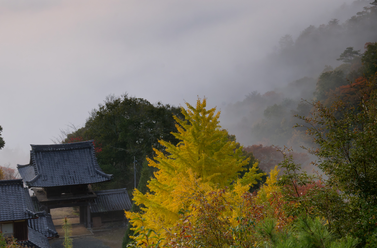 🍁絶景独り占め!亀岡・千手寺の雲海&紅葉🍁